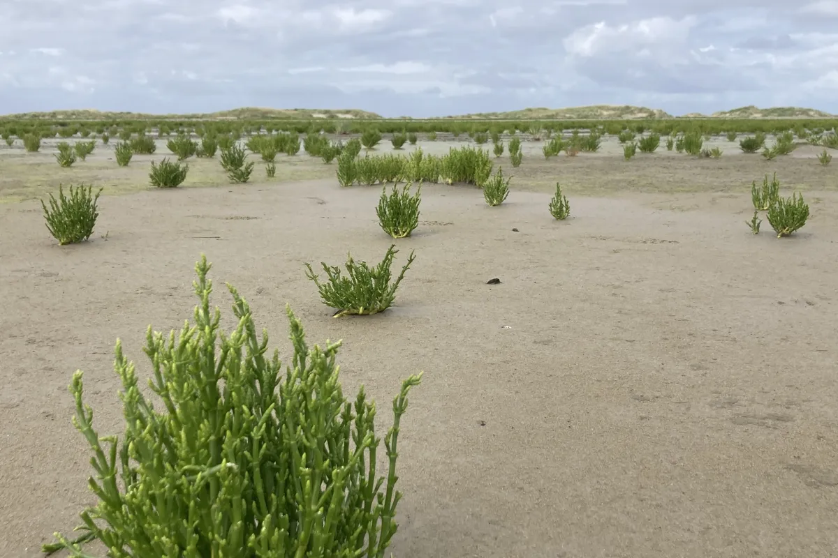 het-beleefstrand-het-meest-dynamische-stukje-natuur.jpeg