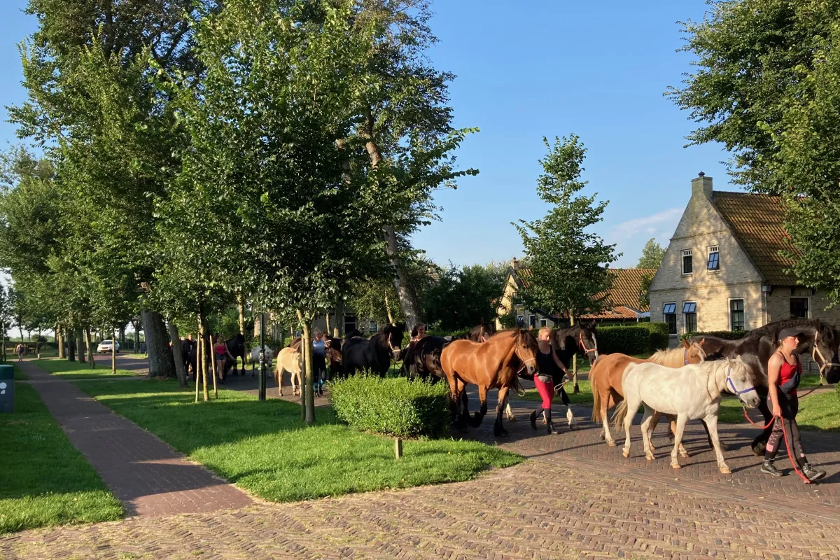 paarden-eiland.jpeg