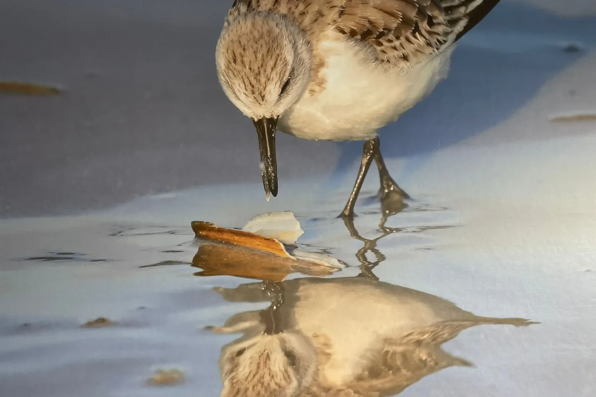 strand-natuurfilmer-ruben-smit.jpeg