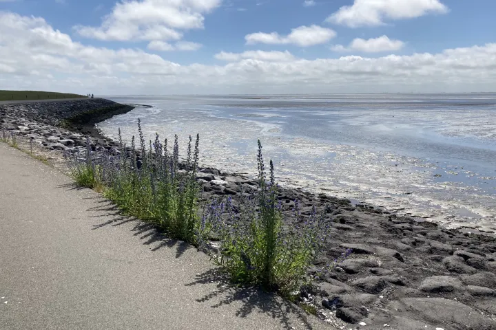 een-van-de-parels-van-de-waddenzee-unesco-werelderfgoedlijst.jpeg
